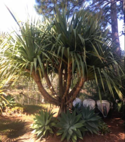 Tips for Choosing the Right Plants for Your Home, Delivered Straight to Your Door