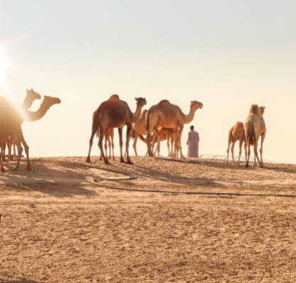 The Role of Camel Rides in Emirati Culture: A Historical Perspective
